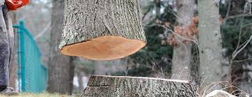 Best Arborist Consultation Services  in Waikoloa Village, HI