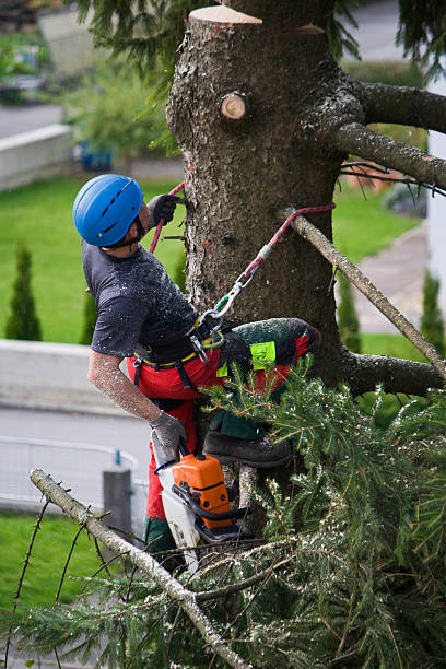 Best Palm Tree Trimming  in Waikoloa Village, HI